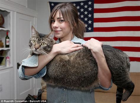 Meet Pickles The Three Foot Rescue Cat Weighing 21 Pounds Who Doesnt