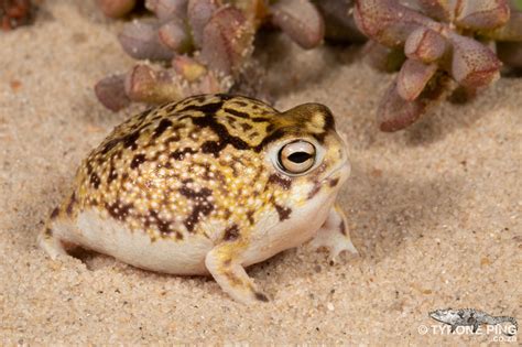 Staviti Zajedno Mozaik Nestati Desert Rain Frog