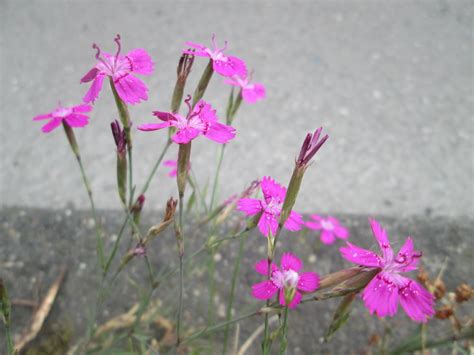 Dianthus deltoides | Heide-Nelke (Dianthus deltoides) auf ei… | Flickr