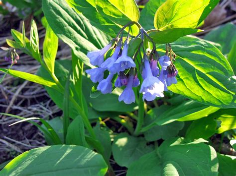 Virginia Blue Bells C2019 22 April Wolf Creek Narrows Natural Area