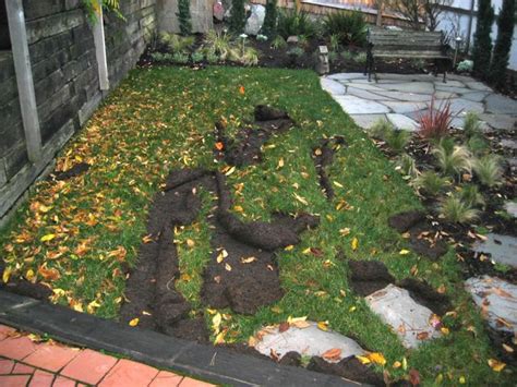 How to stop cats digging in garden. Prevent Raccoon Digging Up Lawn or Yard