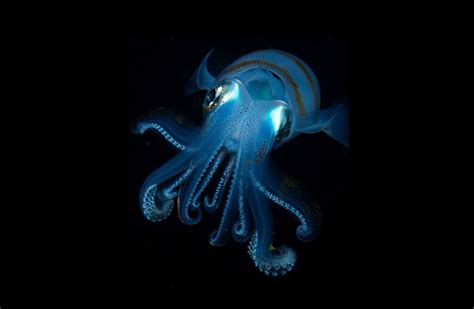 Bigfin Reef Squid At Night Taiwan Photo Deep Sea Creatures Ocean