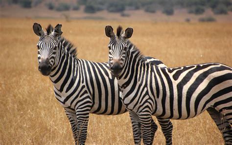 Two Cute Zebras Animal Wallpaper Hd