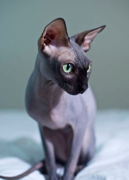 50 Best Hairless Cat Cat Haircuts 2023