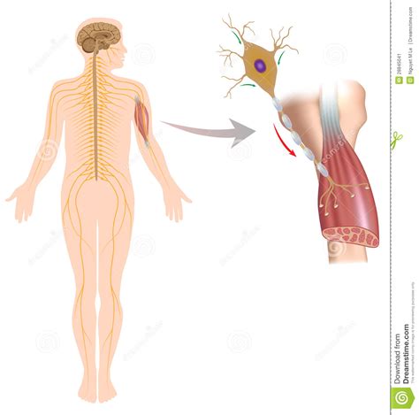 Motor Neuron Controls Muscle Movement Stock Vector Illustration Of