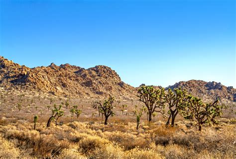 Desert Landscape Of Joshua Trees And Mountain In The Mojave Desert Near