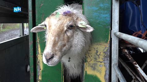 👋 abonneer je op ons kanaal voor verhalen uit de provincie. Honderden drachtige schapen door de scan: "Dit is ...