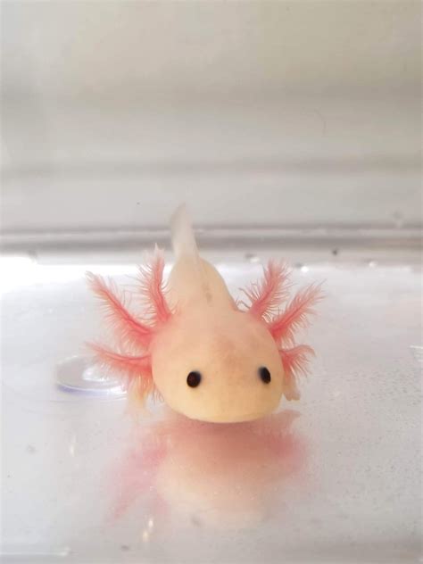Clean Pink Lucyleucistic Axolotl 3 Ivys Axolotls Quality Pet