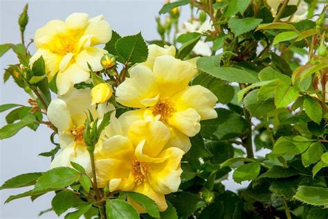 Sunny Knock Out Rose Bush Rose Bushes For Sale Knockout Rose Tree