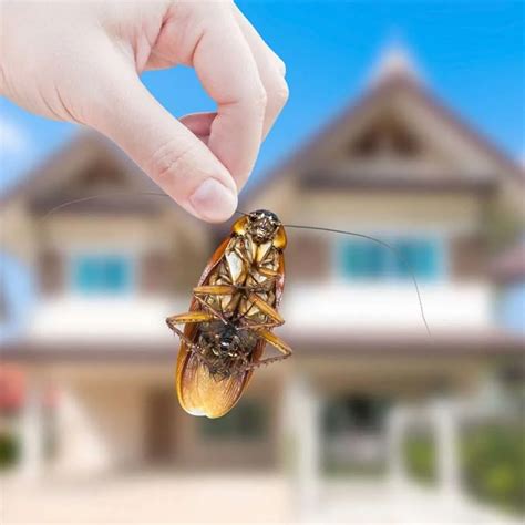 The Ultimate Guide To Eliminating Cockroaches And Their Unwanted Habits Pest Control Helpers