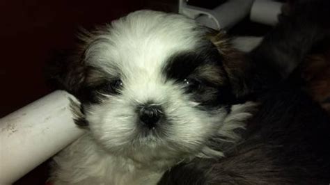 Shih Tzu Puppies Akc And With Shots Etc Ready First Week In May For