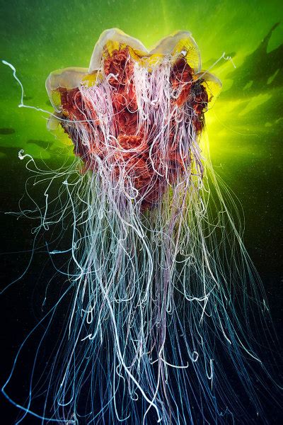 Otherworldly Photographs Of Underwater Jellyfish By Alexander Semenov