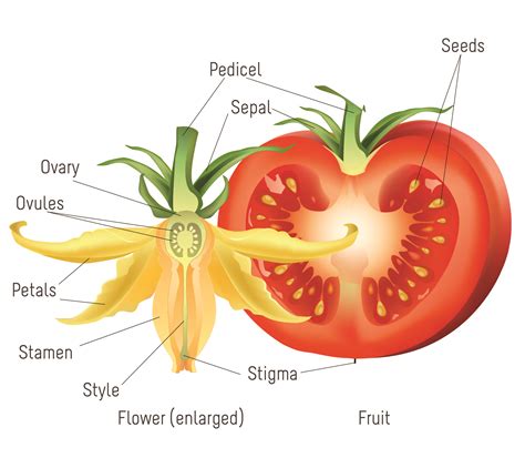 One advantage canada has over very many other countries is that it is easier the seed bank based in british columbia has the best bud marijuana seeds in the world. Thursday, October 18, 6:00 pm - 9:00 pm - Seed and Fruit ...