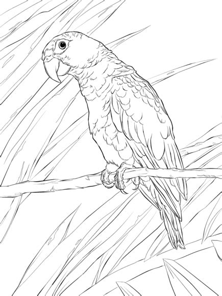Puerto Rico Coloring Pages Puerto Rico Coloring Pages Color The Best