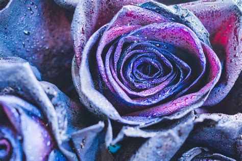 Macro Photography Of Purple Neon Roses Stock Photo Image Of Color