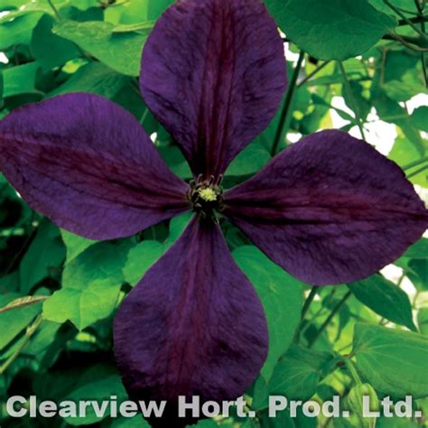 Part shade to full sun zone: Clematis Viticella Negritjanka - Wildwood Outdoor Living ...