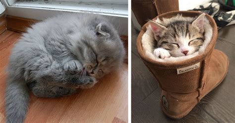 Ielts speaking part 1 topic sleep. 10+ Sleepy Kittens Doing What They Do Best - Sleep
