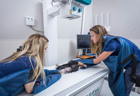 Webmd veterinary experts provide comprehensive information about pet health care, offer nutrition and feeding tips, and help you identify illnesses in pets. Pet Diagnostics | Central Veterinary Center