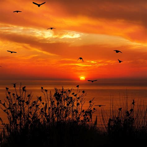 Ocean Sky Birds Flying Towards Sunset 4k Ipad Air Wallpapers Free Download