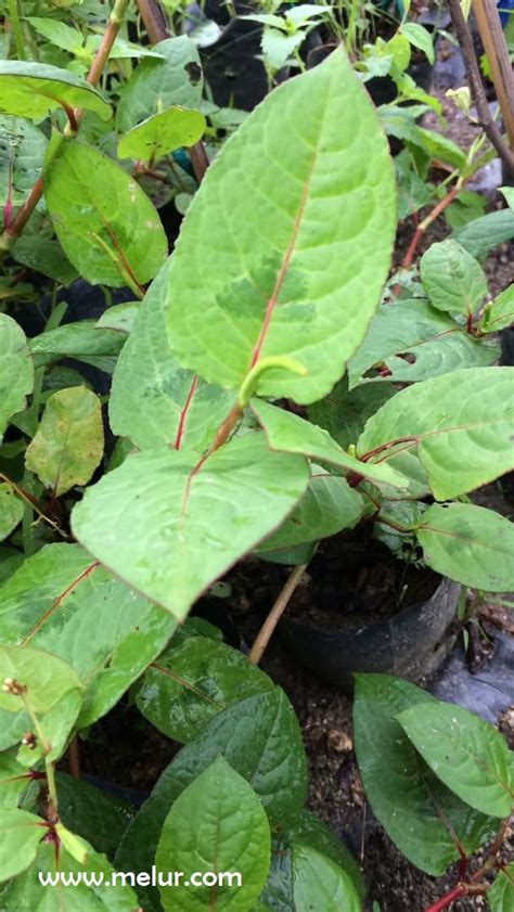 Kudis buta ini boleh berjangkit pada orang sekeliling yang hidapi kudis buta, jadi dalam artikel ini juga saya akan kupaskan bagaimana kudis buta boleh berjangkit.ramai yang kata bila dijangkiti kudis buta sukar dan lambat untuk pulih. Nurseri Melur.com: Semuluh ubat penyakit kudis buta