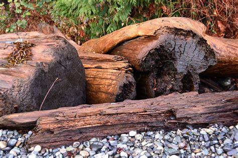 Driftwood 2 Nanaimo Bc Leonel Richard Flickr