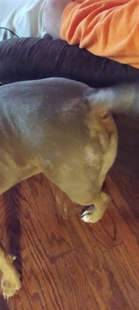 He Scratches All The Time He Has Bald Spots On His Rear End A Pitbull