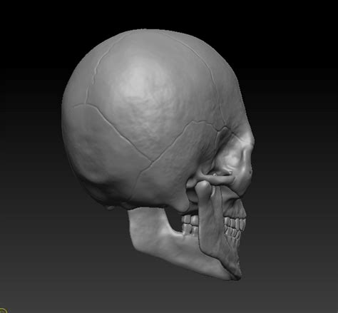 Skull Human Model 3d Model Cgtrader