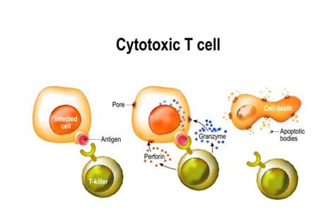 Cytotoxic T Cell The Definitive Guide Biology Dictionary