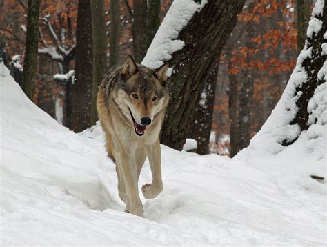 Winter Wolf Snow Wildlife Free Nature Pictures By Forestwander