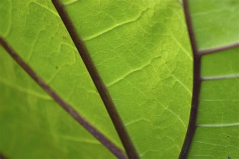 We did not find results for: Why Don't All Plant Cells Contain Chloroplasts? | Hunker