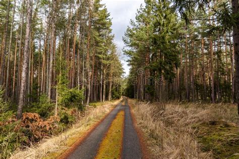 Road In Pine Forest Autumn Stock Image Image Of Leaf Moss 171066009