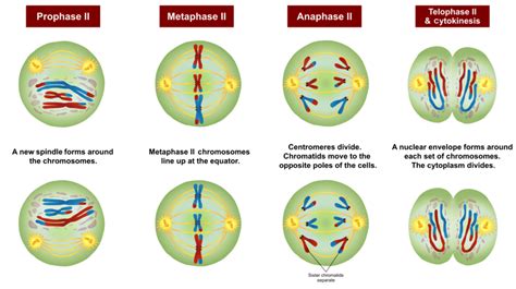 Stages Of Meiosis In Order Arttimedesigns Gambaran