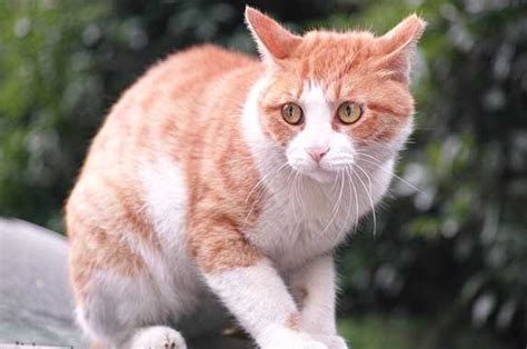 This fungus actually damages the hair and the hair follicles causing hair loss. Cat Hair Loss Around Eyes - Causes Explained | ZooAwesome