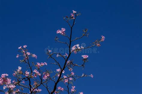Pink Flowered Ipe With Blue Sky In The Background Stock Photo Image