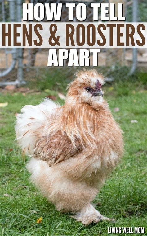 How To Tell Hens And Roosters Apart If Youre New To Raising Chickens