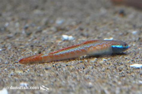 Stiphodon Annieae Goby Stiphodon Annieae Dans Fish