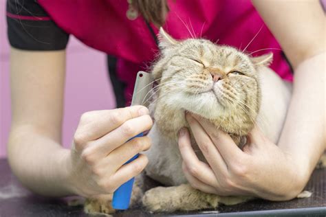 Yes Its Possible 6 Tips For Cat Grooming At Home