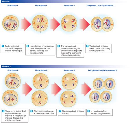 A Labelled Diagram Of Meiosis With Detailed Explanation Images And Photos Finder