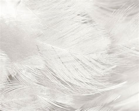 Black And White Feather Texture Background Poster By Nattaya Mahaum