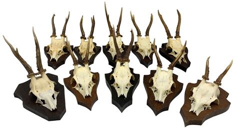 Antlershorns Collection Of Roe Deer Skulls On Cut With Antlers
