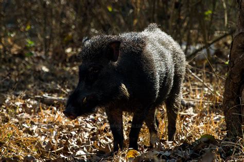 Wildlife trust of india (wti) is a leading indian nature conservation organisation committed to the its mission is to conserve wildlife and its habitat and to work for the welfare of individual wild animals, in. Indian Wild Boar - birding101.co.za