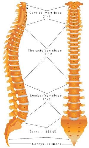 Note that label_2d used for centers is not the same as the one for surface area, so i can't combine both operations. ColumbiaSpine_Hernidateddisc_ spinal_column_labeled - The ...