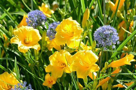 They are born and bred to be innovators with extended bloom, expanded regions of performance, new colors and forms. 17 Vibrant Perennial Flowers That Bloom All Summer ...