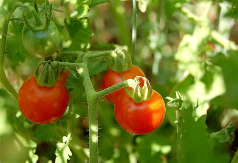 Dicas Para Cuidar De Seus Tomateiros Poda Plantasonya O Seu Blog
