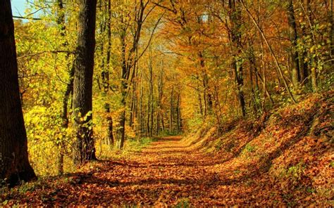 Autumn Forest Path Wallpapers Wallpaper Cave