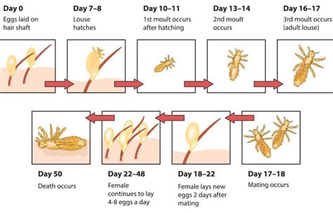 Life Cycle Of Lice Stages How They Spread And More 44 Off