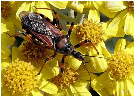 Know your meme is a website dedicated to documenting internet phenomena: Insectes de Coudoulière : le réduve irascible