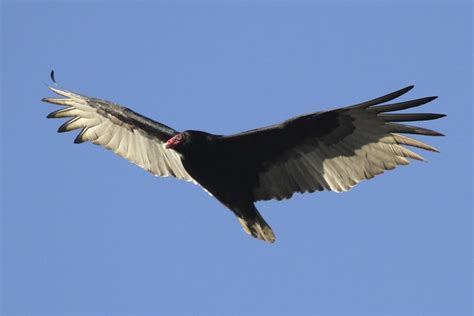 Turkey Vulture Soaring Flickr Photo Sharing