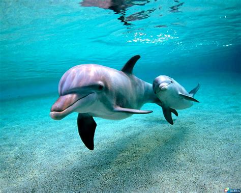 Dolphin Bottlenose Dolphin Fish Wallpaper Download Best Free Pictures