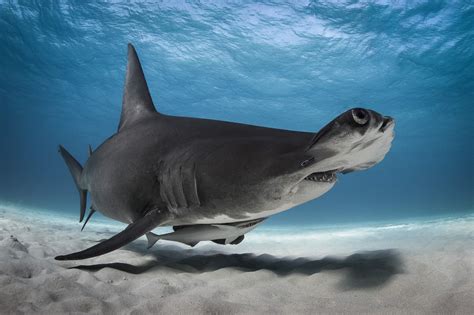 Amazing Hammerhead Sharks Photos George Karbus Photography